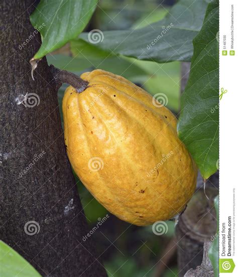 Cocoa bean tree banner collection. Cocoa Tree Fruit stock photo. Image of tree, plant, jungle ...