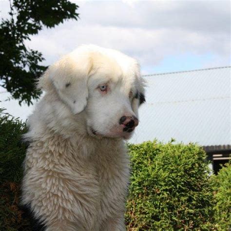 A Beautiful Little Ladyalbino Bernese Mt Dog Albino