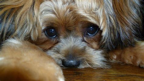 Unlike some breeders, we want to form a community of shorkie lovers that gives our puppies the love and attention they deserve. My shorkie Nino! | Shorkie puppies, Fur friend, Yorkie