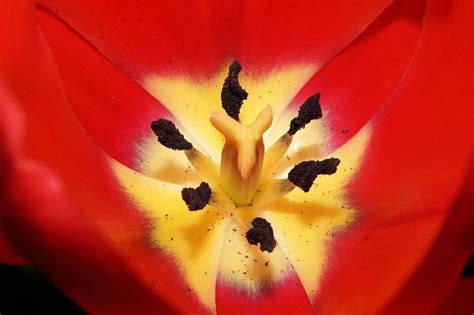 Hd Wallpaper Tulip Flowers Ovary Stamp Pollen Red Close Lily
