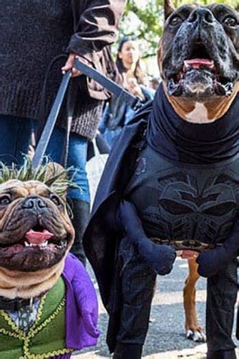 40 Funny Dog Halloween Costumes For The Silliest Pup You Know Dog