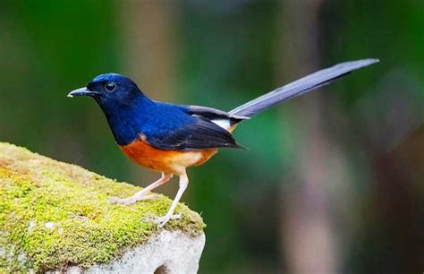 Mengenal Burung Berkicau Pt Medion Ardhika Bhakti