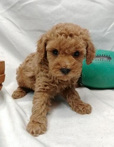 The cheapest offer starts at £850. Miniature Poodle Puppy for Sale - Adoption, Rescue for Sale in Bolivar, Missouri Classified ...