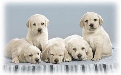 Puppies Five Adorable Puppy Wallpapers Dogs Dog