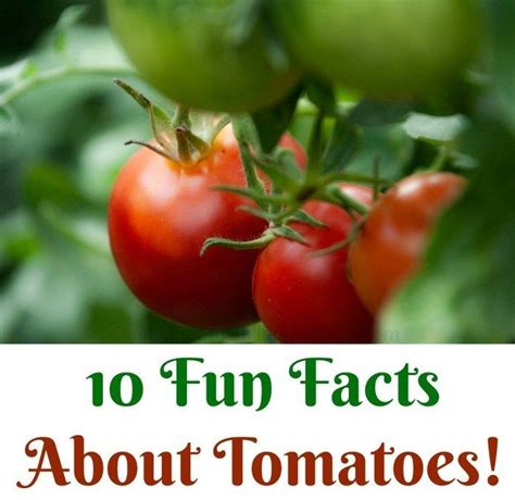 10 Fun Facts About Tomatoes One Hundred Dollars A Month Fun Facts
