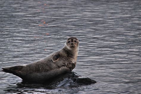 Seals Visit Austurland