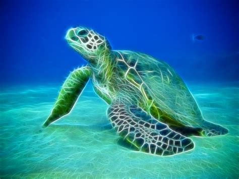 Water Ocean Sea Animals Fractalius Turtles Sea Turtles