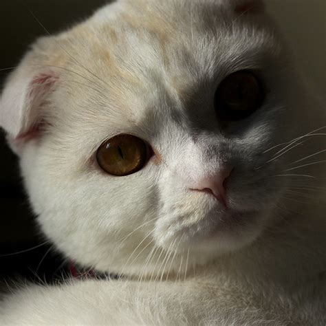 Flathead's ears don't fold down completely as they should for this breed but half way. Scottish Fold Cat Pictures and Information - Cat-Breeds.com