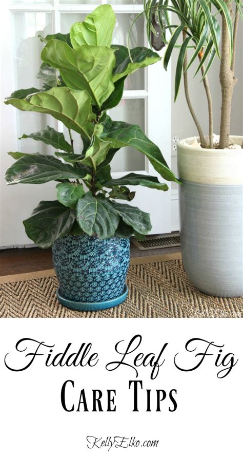 What The Fig Fiddle Leaf Fig Care Tips Kelly Elko