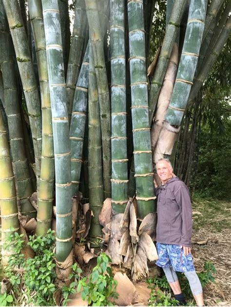 Bezona Column Bamboo Can Teach Us About Healing West Hawaii Today