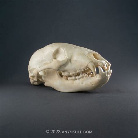 American Black Bear Skull Replica Museum Quality Anyskull