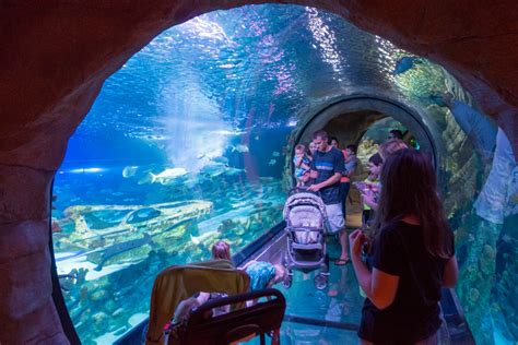 Sea Life Arizona Aquarium In Tempe Phoenix With Kids