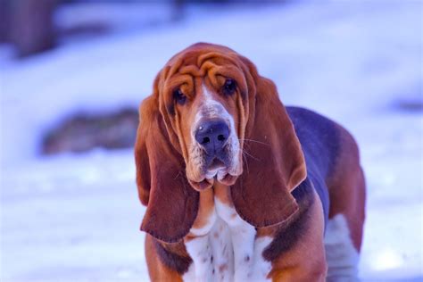 Bloodhounds Are Known For Their Sense Of Smell But They Are More Than
