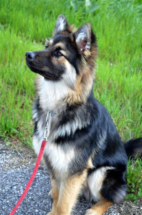 Siberian Husky German Shepherd Mix Puppies Pets Lovers