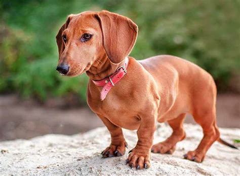 Dachshund Dog Breed Information Center Dachshund Puppies And Adults