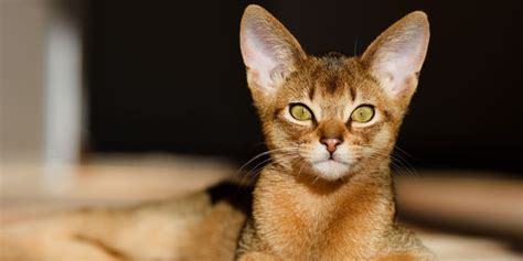 7 Big Eared Cat Breeds To Steal Your Heart
