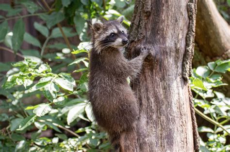 How To Keep Raccoons Out Of My Yard Find Out Here All Animals Guide