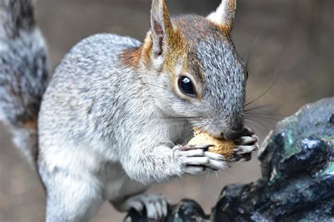 Ardilla Animal Roedor Foto Gratis En Pixabay Pixabay