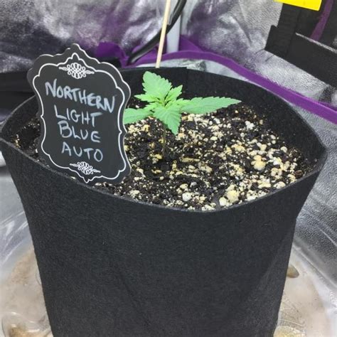 Northern Light Blue Auto Autoflowering Cannabis Seeds Delicious Seeds