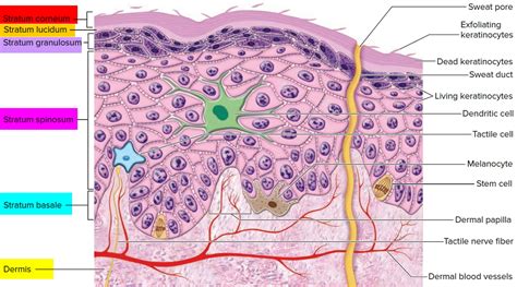 Epidermis 5 Layers Of Epidermis Outermost Layer And Function