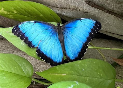 Blue Morpho Butterfly Photograph By Tom Strutz Fine Art America