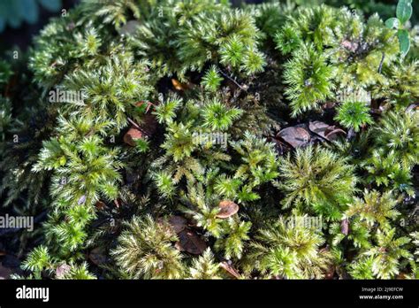 Lush Ground Covering Sphagnum Moss On Forest Floor In Kepler Forest