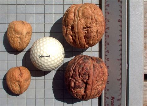 Encourage your learners to take note of how the. Documenting Plant Results