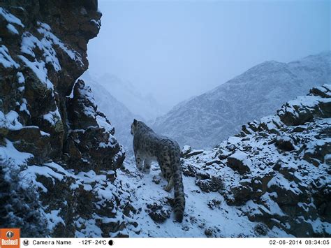 Footage Of Snow Leopard Caught On Camera By Nat Hab And Guest Funded