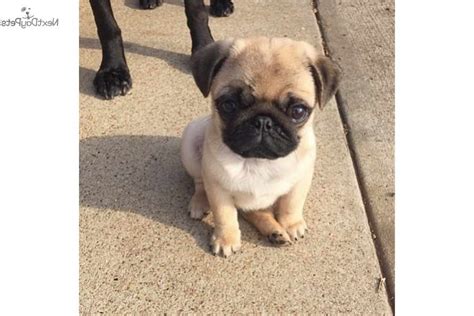 Dallas' new luxury dog hotel is probably nicer than your place. Cheap Pug Puppies For Sale Near Me | PETSIDI