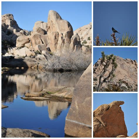 Joshua Tree National Monument Free Stock Photo Public Domain Pictures