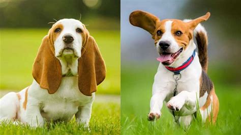 Basset Hound Vs Beagle Whats The Difference