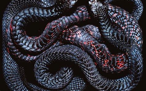 Snakes Wallpapers Wallpaper Cave