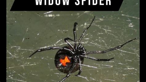 Cold Hard Facts About The Black Widow Spider Owlcation