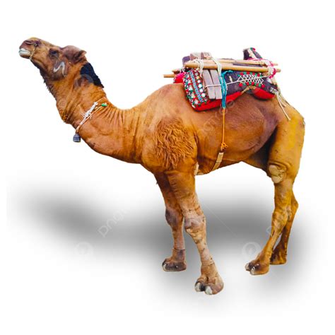 Free Psd Png Image Camel Free Png And Psd Camel Png Camel123 Abc