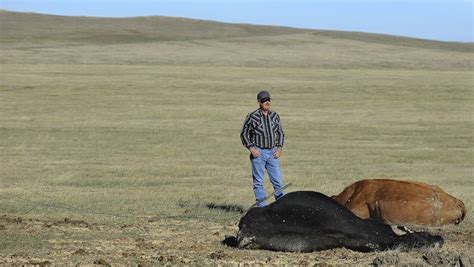 Sd Ranchers Carry On After Thousands Of Cattle Die