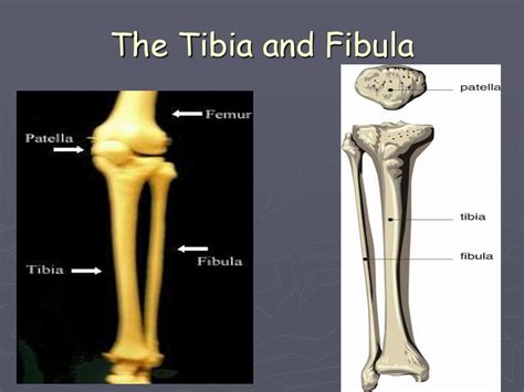 Skeletal System презентация онлайн