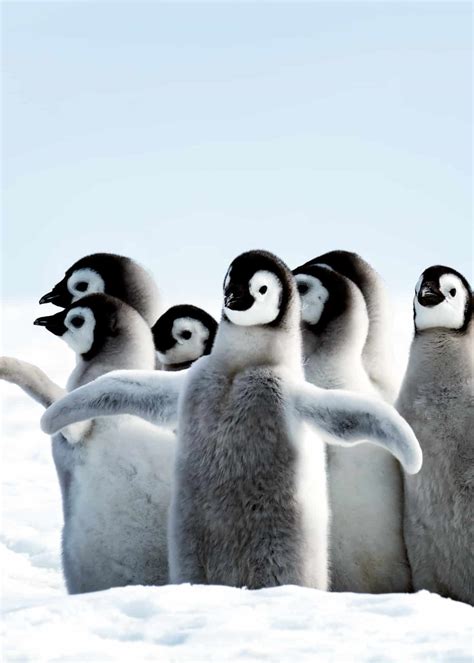 51 Baby Penguin Photos Videos And Facts Thatll Have You Saying
