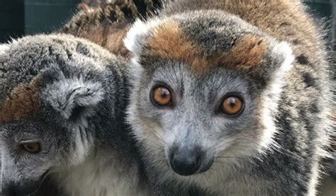 Crowned Lemur Brandywine Zoo Go A Little Wild