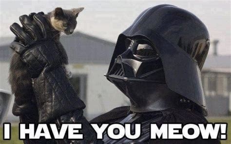 Remembering David Prowse With The Best Darth Vader Cat Memes ユーモラス 動物 猫