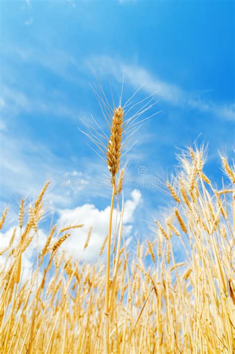 Golden Agricultural Field Ripe Crop Stock Image Image Of Food
