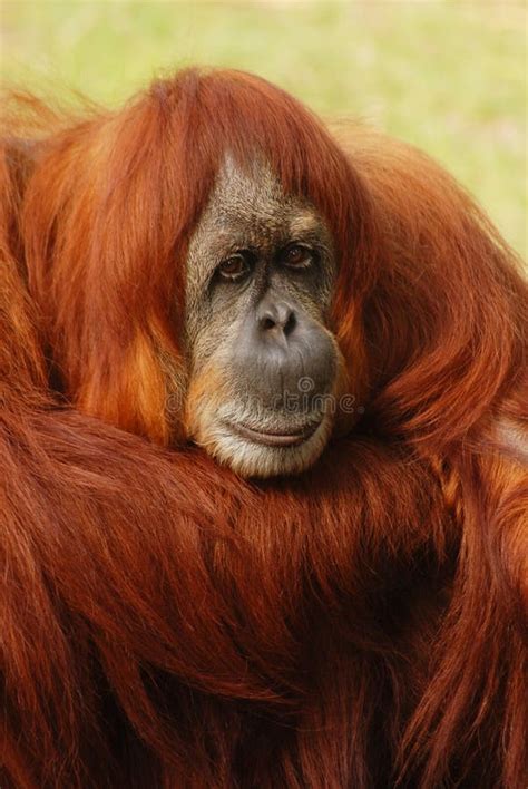 Portrait Of An Orangutan Rainforests Of Borneo And Sumatra Pongo Pygmaeus Sad Thoughtful Face