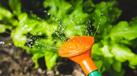 What S The Best Time To Water Plants During Summer Time