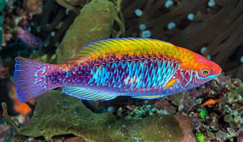 Fairy Wrasses Are Real Life Rainbow Fish Australian Geographic