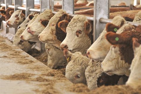 Bluetongue Virus Detected In Imported Livestock The Courier