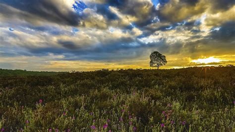 Meadows Wallpaper Nature Meadows Meadows Wildflowers Sunset