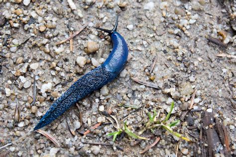 12 Elusively Blue Animals The Rarest Critters Of All