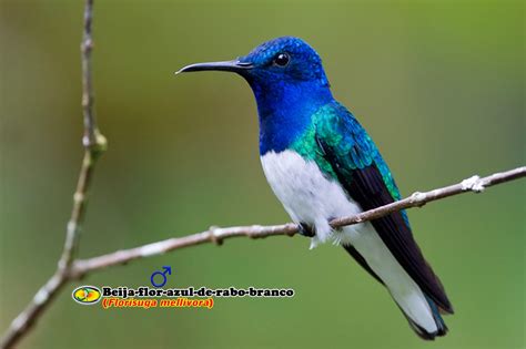 Ornitologia Beija Flor Azul De Rabo Branco Florisuga Mellivora