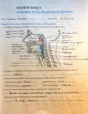 Exercise 36 Review Sheet Anatomy Of The Respiratory System Docx