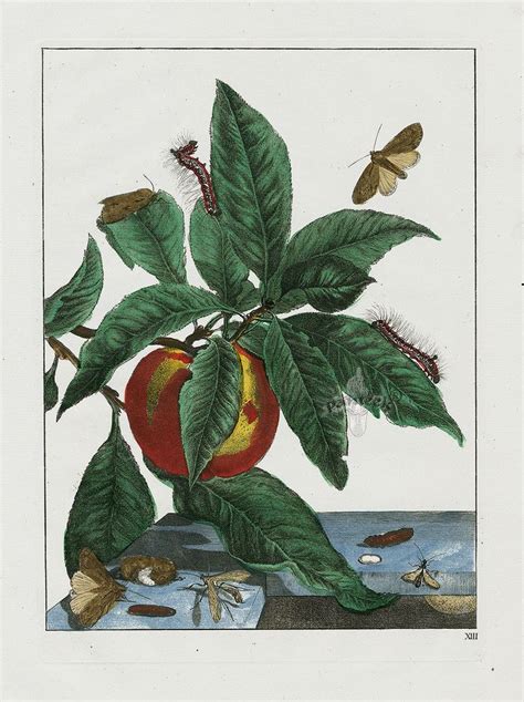 Jacob Ladmiral Butterfly And Botanical Prints 1774 Superb Original Hand
