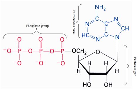 A nucleotide is made of a pentose sugar (in the case of dna this pentose . What Three Components Make Up A Nucleotide 1) A Five ...